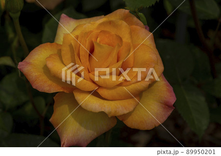 花 植物 バラ 89950201