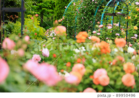 華麗なバラの花 華麗なバラの花 89950496