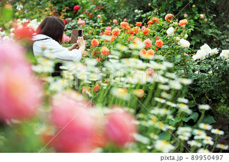 華麗なバラの花 華麗なバラの花 89950497