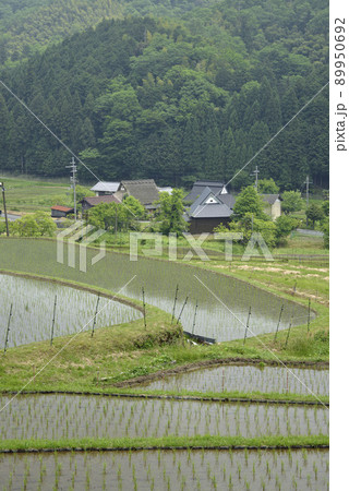 【京都府福知山市】毛原の棚田　 89950692