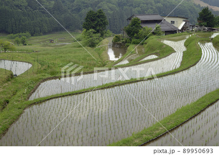 【京都府福知山市】毛原の棚田　 89950693