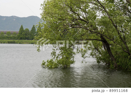 風景 景色 夏 89951168