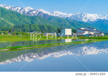 初夏の白馬村・田んぼ水鏡【長野県】 89951360