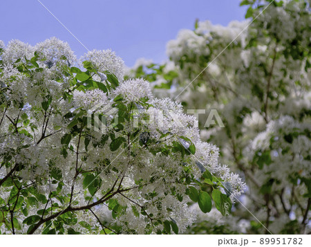 風景素材　初夏の爽かな陽射しに映えるなんじゃもんじゃの白い花 89951782