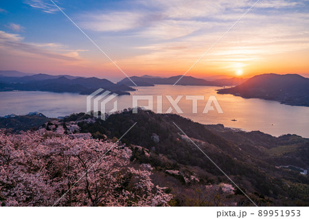 瀬戸内しまなみ海道・岩城島　積善山三千本桜（後方に多々羅大橋）　夕景 89951953
