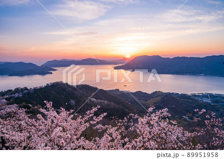 瀬戸内しまなみ海道・岩城島 積善山三千本桜(後方に多々羅大橋) 夕景 瀬戸内しまなみ海道・岩城島 積善山三千本桜(後方に多々羅大橋) 夕景 89951958