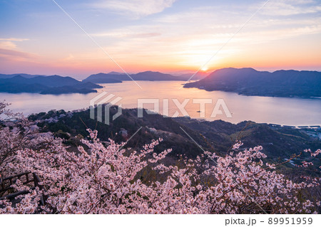 瀬戸内しまなみ海道・岩城島　積善山三千本桜（後方に多々羅大橋）　夕景 89951959
