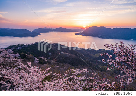 瀬戸内しまなみ海道・岩城島　積善山三千本桜（後方に多々羅大橋）　夕景 89951960