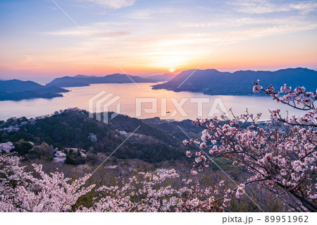 瀬戸内しまなみ海道・岩城島　積善山三千本桜（後方に多々羅大橋）　夕景 89951962