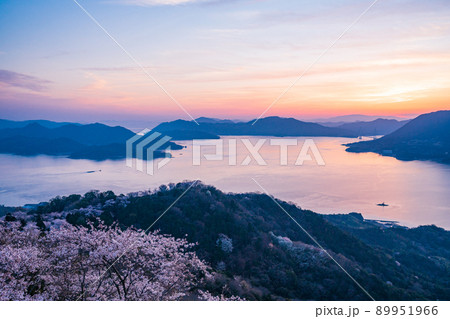 瀬戸内しまなみ海道・岩城島　積善山三千本桜（後方に多々羅大橋）　夕景 89951966