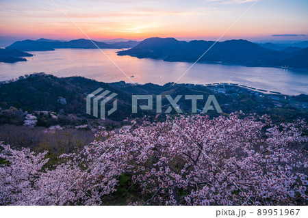 瀬戸内しまなみ海道・岩城島 積善山三千本桜(後方に多々羅大橋) 夕景 瀬戸内しまなみ海道・岩城島 積善山三千本桜(後方に多々羅大橋) 夕景 89951967