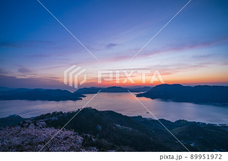 瀬戸内しまなみ海道・岩城島　積善山三千本桜（後方に多々羅大橋）　夕景 89951972