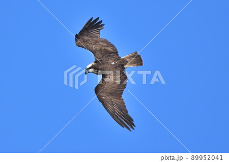 青空を飛翔するミサゴ 89952041