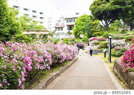 神奈川県横浜市港の見える丘公園の初夏 神奈川県横浜市港の見える丘公園の初夏 89952083