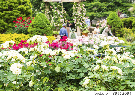 神奈川県横浜市港の見える丘公園の初夏 89952094