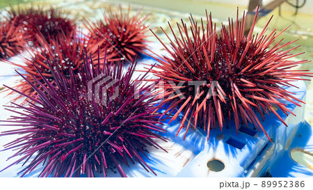 唐津の赤ウニ 唐津の赤ウニ 89952386