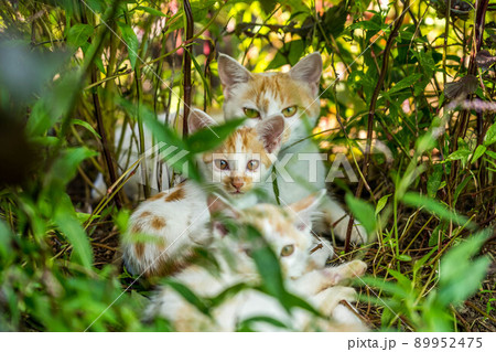 草むらの猫の家族 89952475