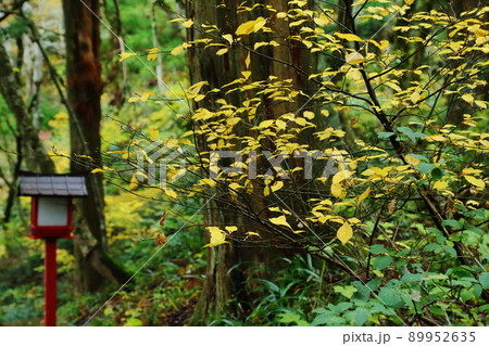 大山 雨の原生林の紅葉 大山 雨の原生林の紅葉 89952635