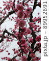 早春の梅の花 89952691