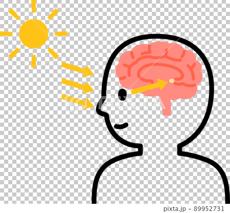 陽光下的人和松果體 89952731