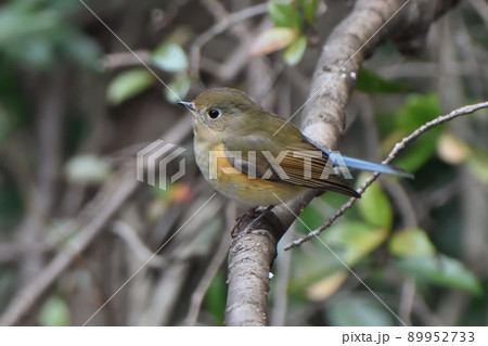 枝に留まるルリビタキのメス 89952733