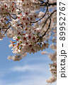 満開の桜 89952767