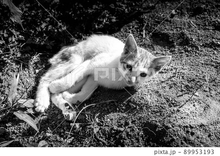 子猫の1日 89953193
