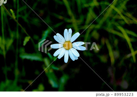 一本のカモミール 89953223