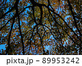 紅葉と空 89953242