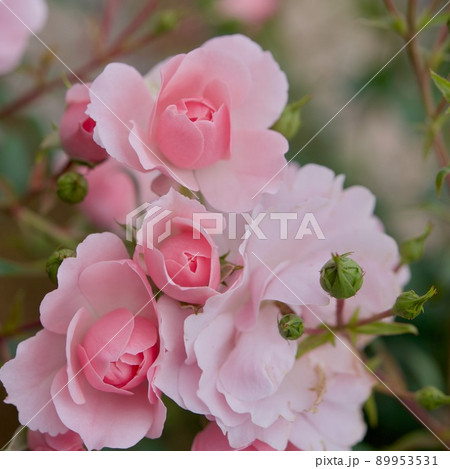 ボニカ82 ピンクの可憐なバラ ボニカ82 ピンクの可憐なバラ 89953531