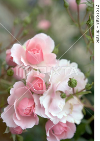 ボニカ82 ピンクの可憐なバラ ボニカ82 ピンクの可憐なバラ 89953532