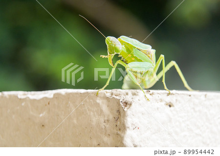 ハラビロカマキリ ハラビロカマキリ 89954442