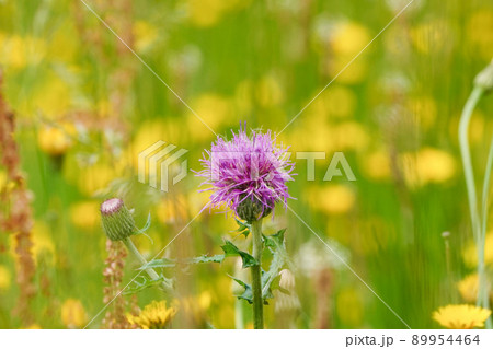 アザミの花 アザミの花 89954464
