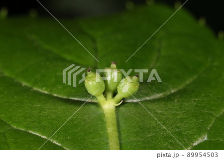 自然 植物 ハナイカダ、葉の上の果実。普通一枚の葉に一つの実がつきますがこれは欲張り・・・ 自然 植物 ハナイカダ、葉の上の果実。普通一枚の葉に一つの実がつきますがこれは欲張り・・・ 89954503