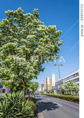 ヒトツバタゴの並木 ヒトツバタゴの並木 89954533