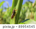 イワサキクサゼミ 89954545