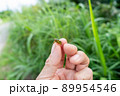 イワサキクサゼミ 89954546