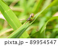 イワサキクサゼミ 89954547
