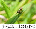 イワサキクサゼミ 89954548