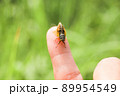 イワサキクサゼミ 89954549