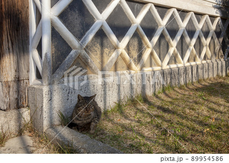 ナマコ壁と猫の居る師走風景 ナマコ壁と猫の居る師走風景 89954586