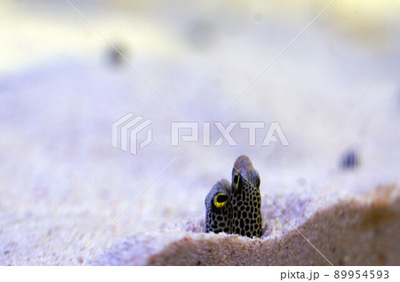 チンアナゴ　カップル 89954593