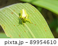 ヒゲマダライナゴ 89954610