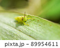 ヒゲマダライナゴ 89954611