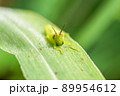 ヒゲマダライナゴ 89954612