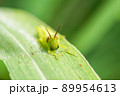 ヒゲマダライナゴ 89954613