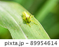 ヒゲマダライナゴ 89954614