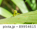 ヒゲマダライナゴ 89954615