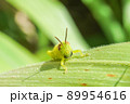 ヒゲマダライナゴ 89954616