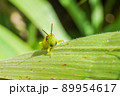 ヒゲマダライナゴ 89954617